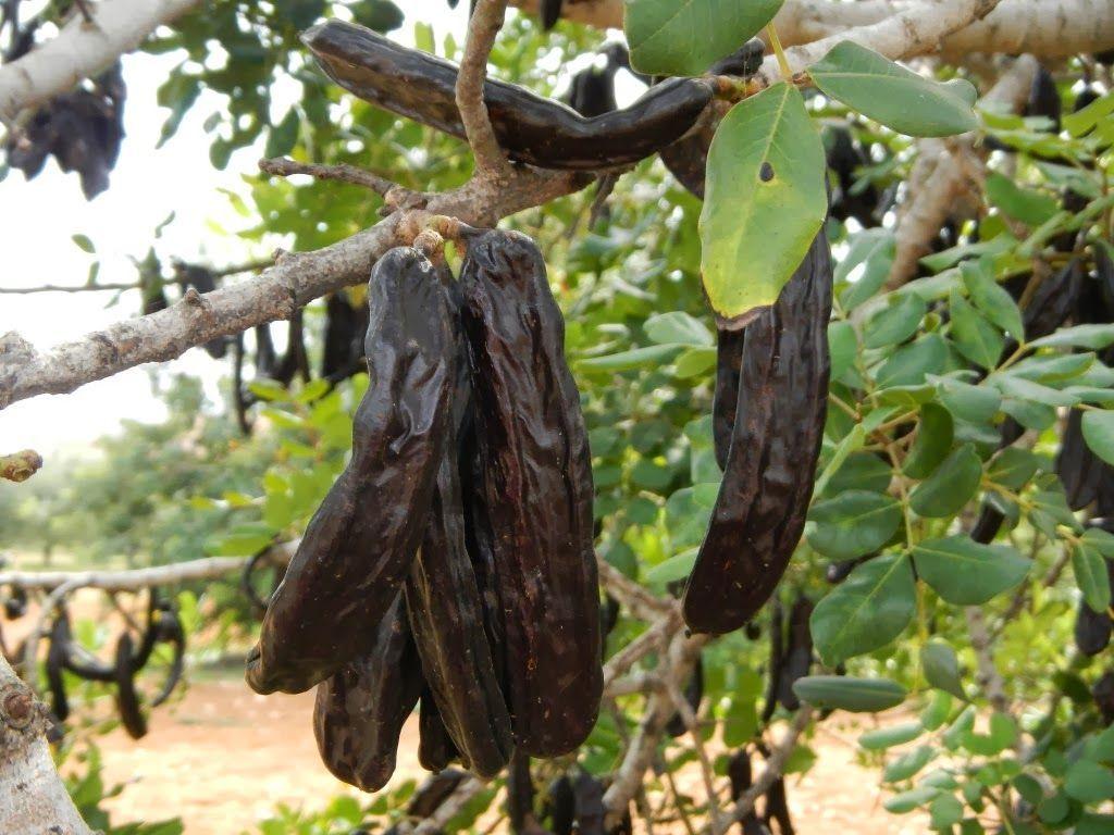 Garrofes FOTO Tarragona Ràdio Garrofes FOTO Tarragona Ràdio