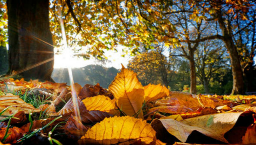 Arriba la tardor FOTO Parcs i Jardins Catalunya