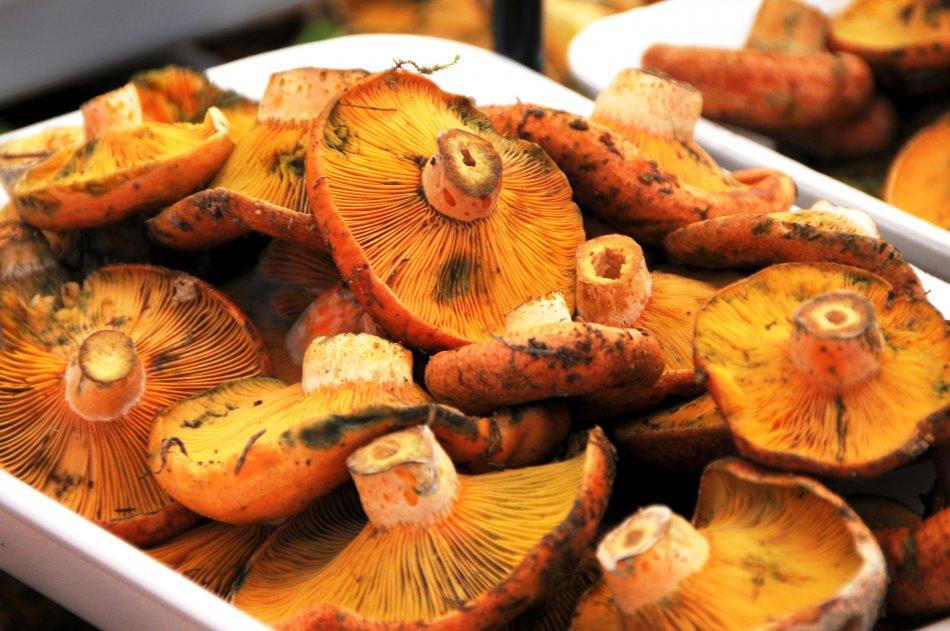 Rovellons FOTO Mapamundi Produccions