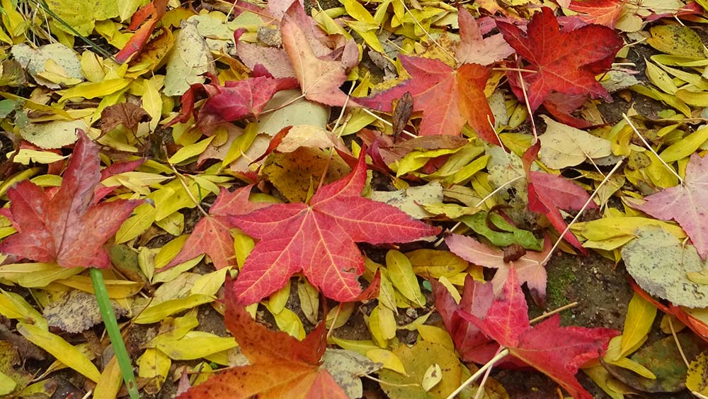 A la tardor, cauen les fulles a muntó A la tardor, cauen les fulles a muntó
