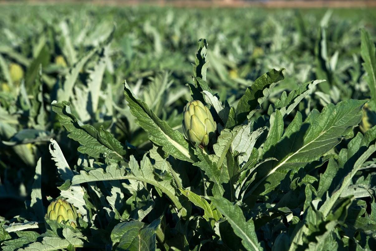 Carxofes del Prat FOTO Xarxa de Productes de la Terra