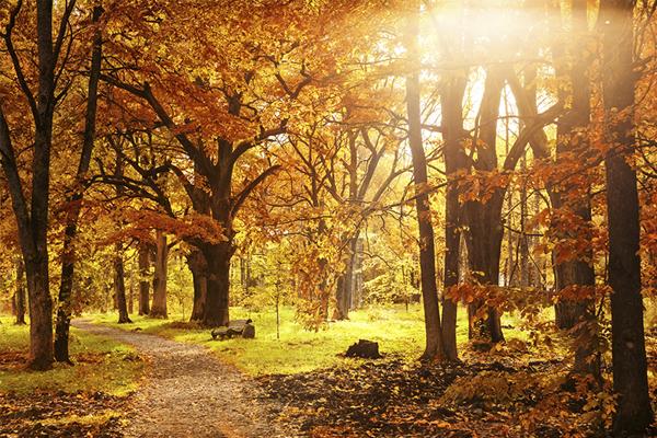 Bosc de tardor Foto La Ciutat Bosc de tardor Foto La Ciutat
