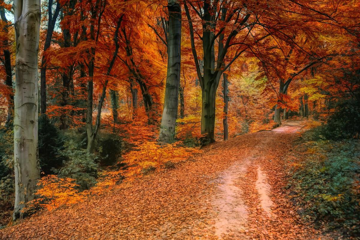 Otoño Otoño