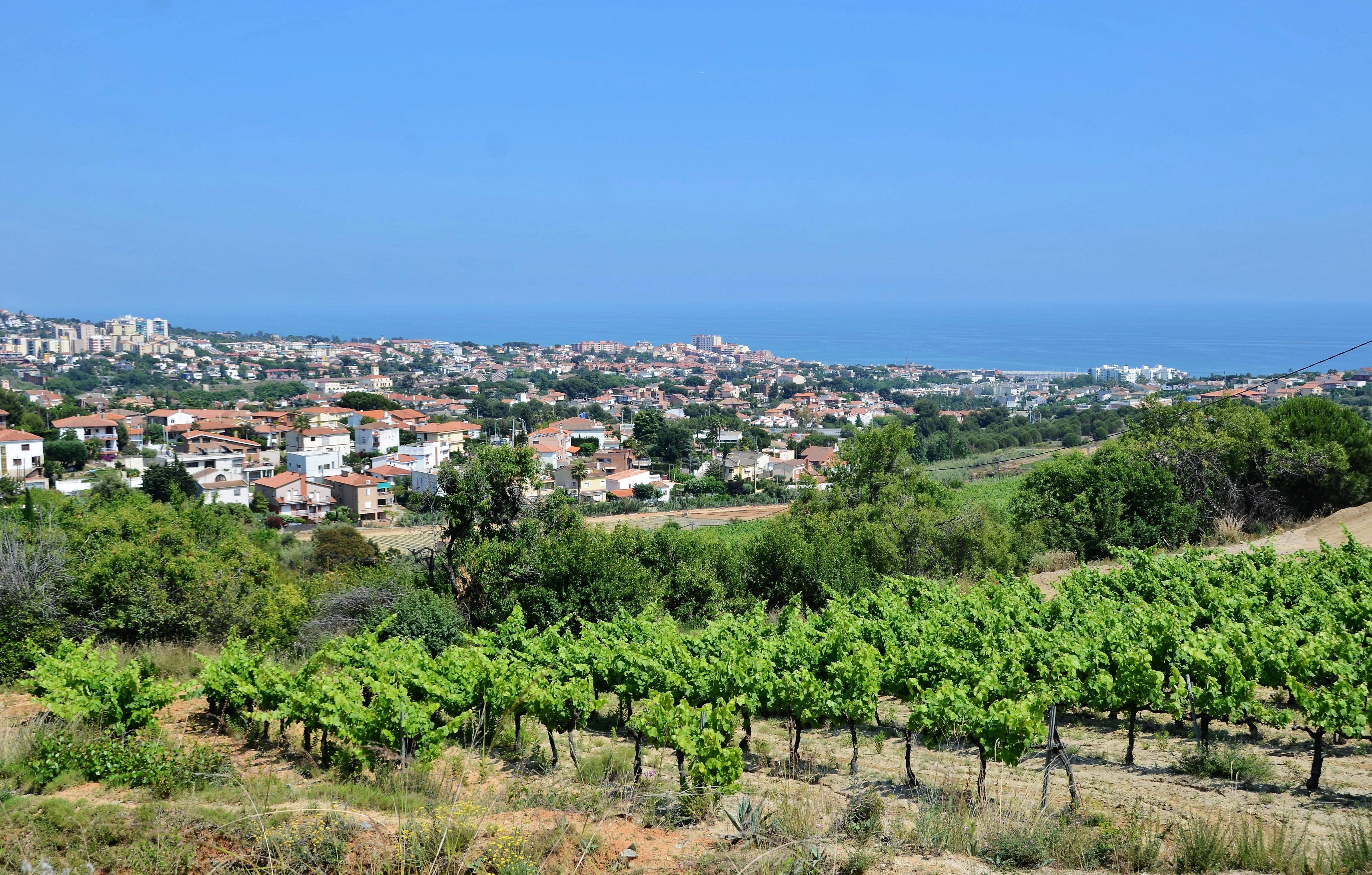 Vinyes de la DO Alella a la comarca del Maresme. FOTO: Maria Rosa Ferré