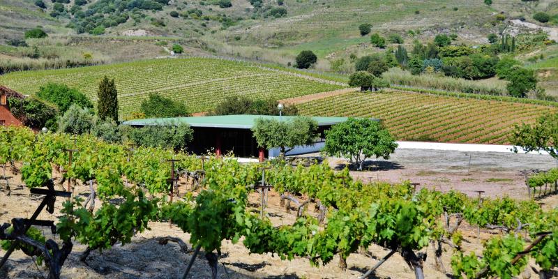 Vinyes de Bodega Roura a Alella. FOTO: Maria Rosa Ferré