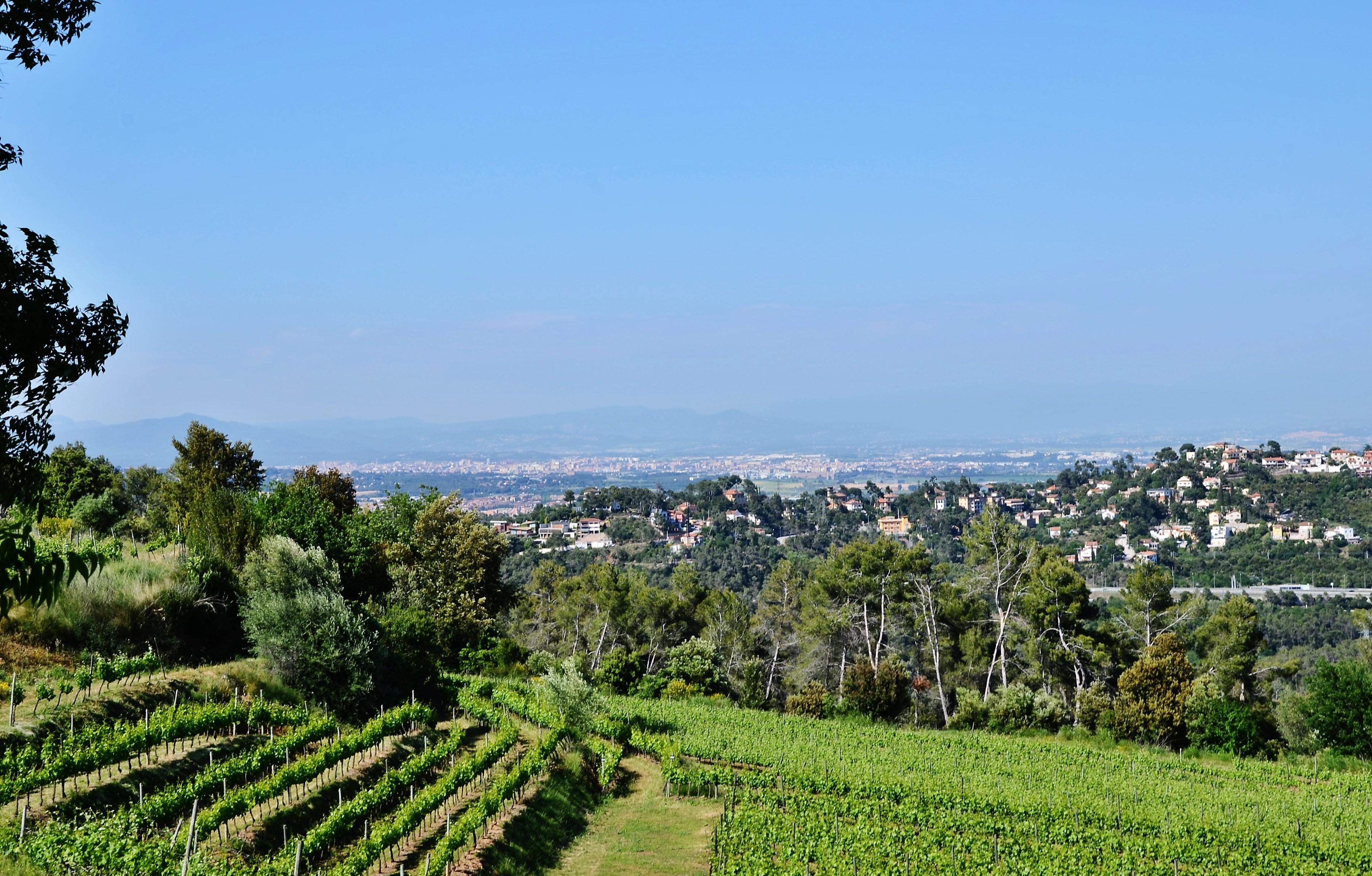Vinyes de la DO Catalunya a la Serra de Collserola. FOTO: Maria Rosa Ferré Vinyes de la DO Catalunya a la Serra de Collserola. FOTO: Maria Rosa Ferré