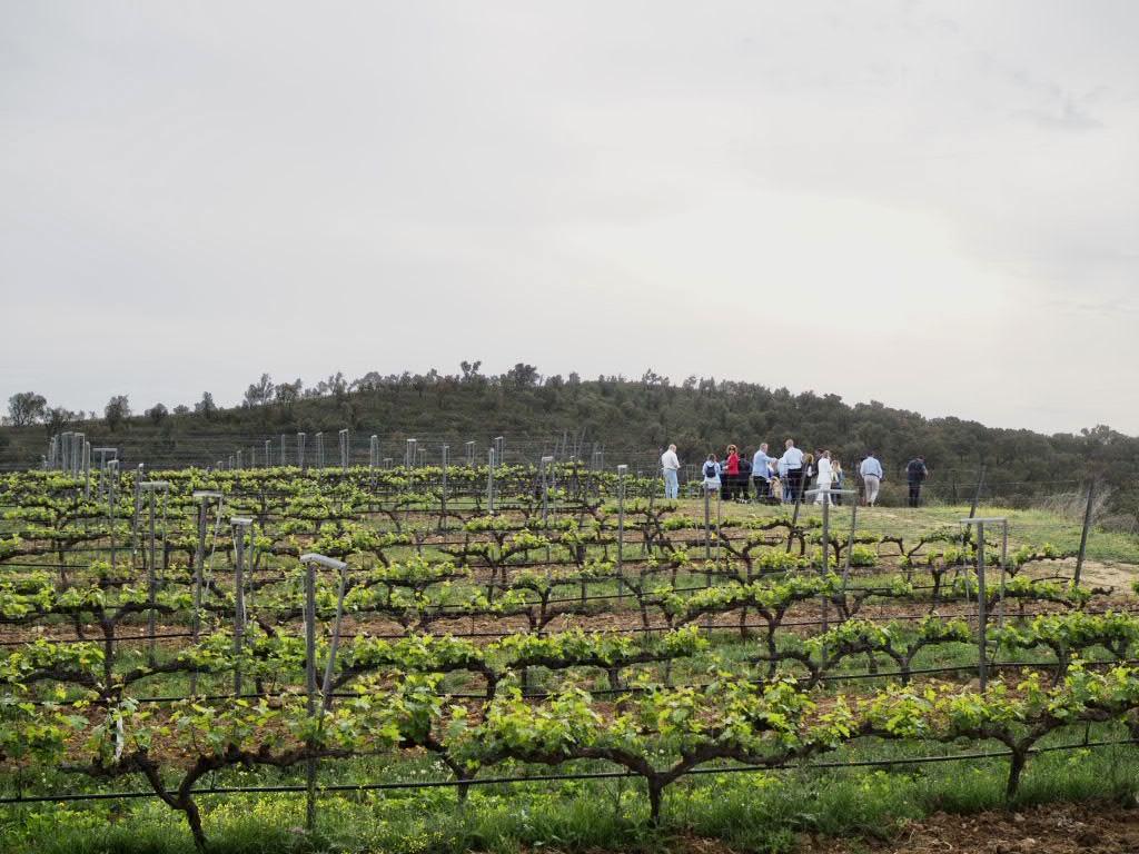 Vinyes de DO Empordà. FOTO: INCAVI