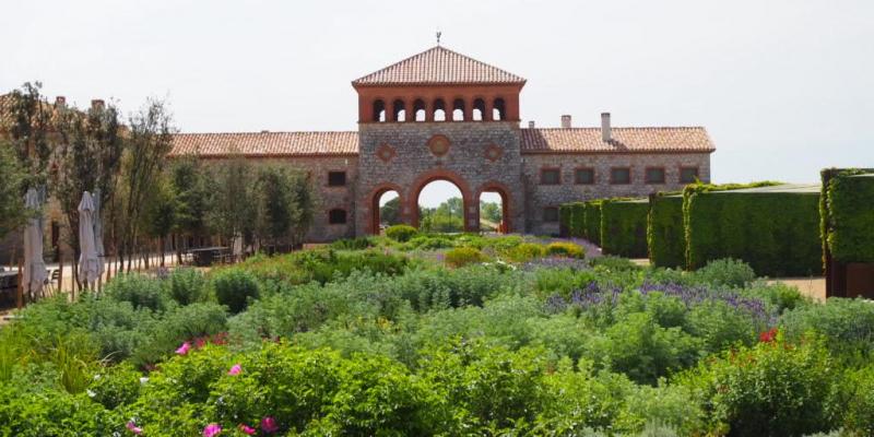 Vinyes de DO Emporda. FOTO:  INCAVI