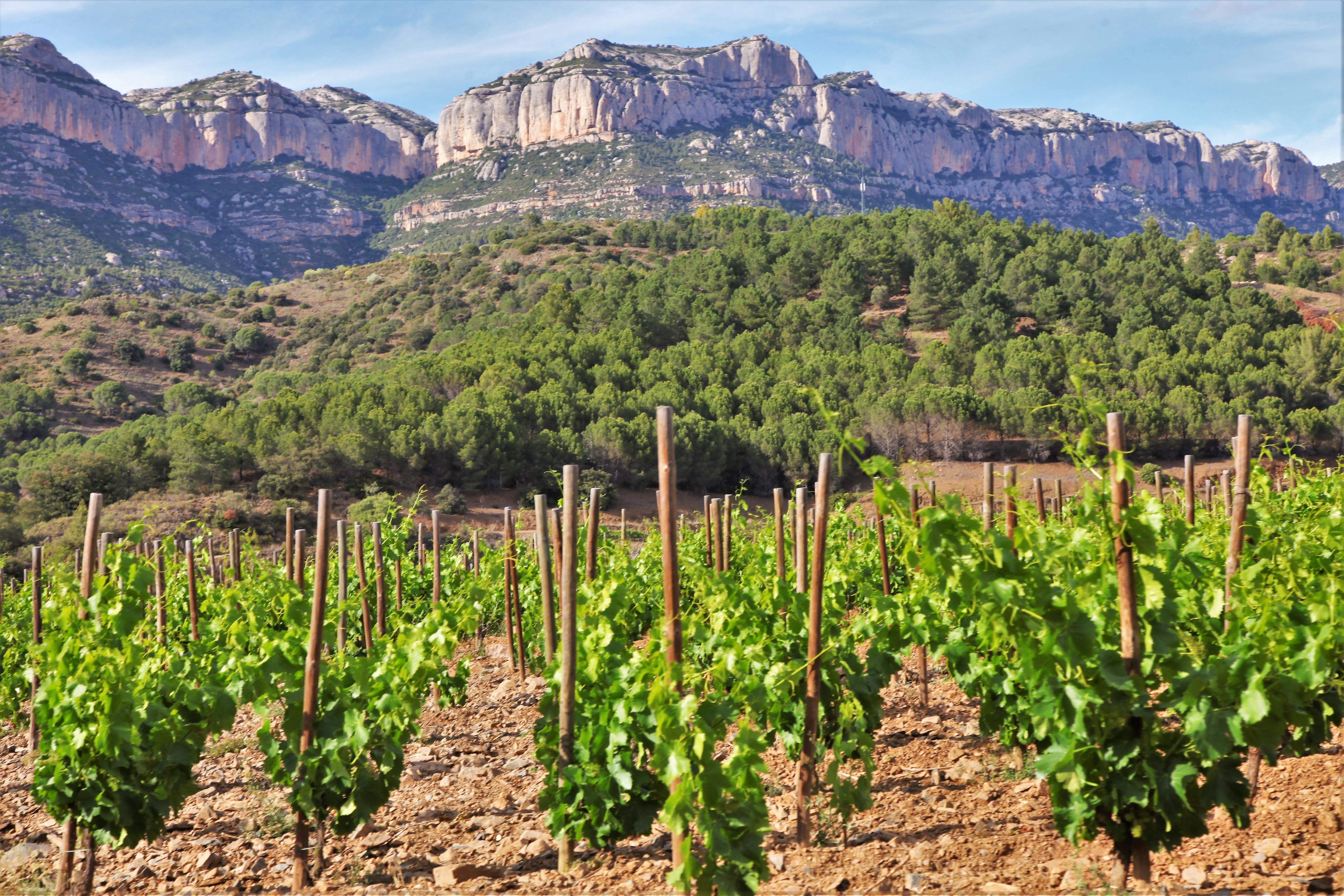 Vinyes de DO Montsant als singles del Montsant. FOTO: Maria Rosa Ferré