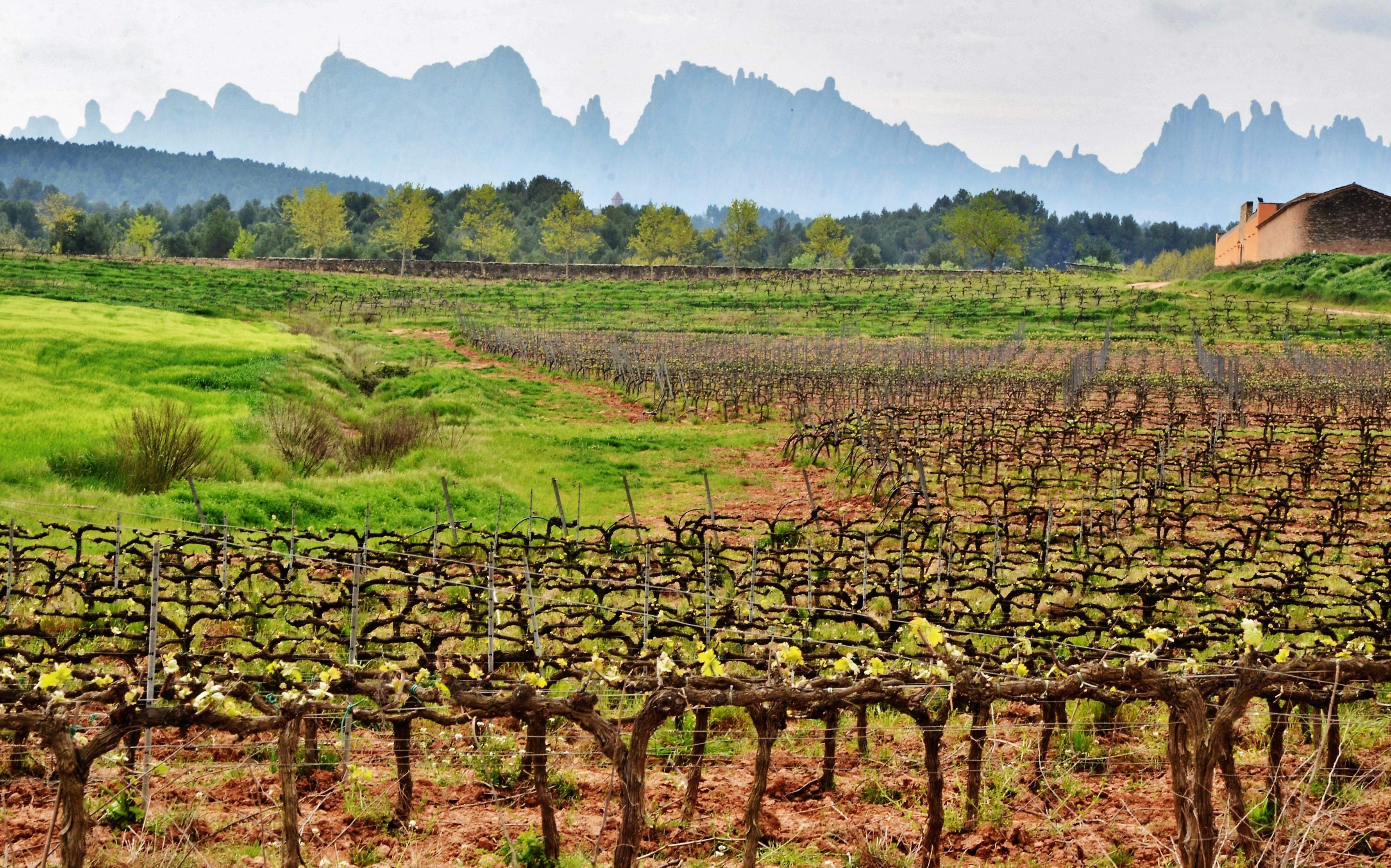 Vinyes del Bages. DO Pla del Bages. FOTO: Maria Rosa Ferré