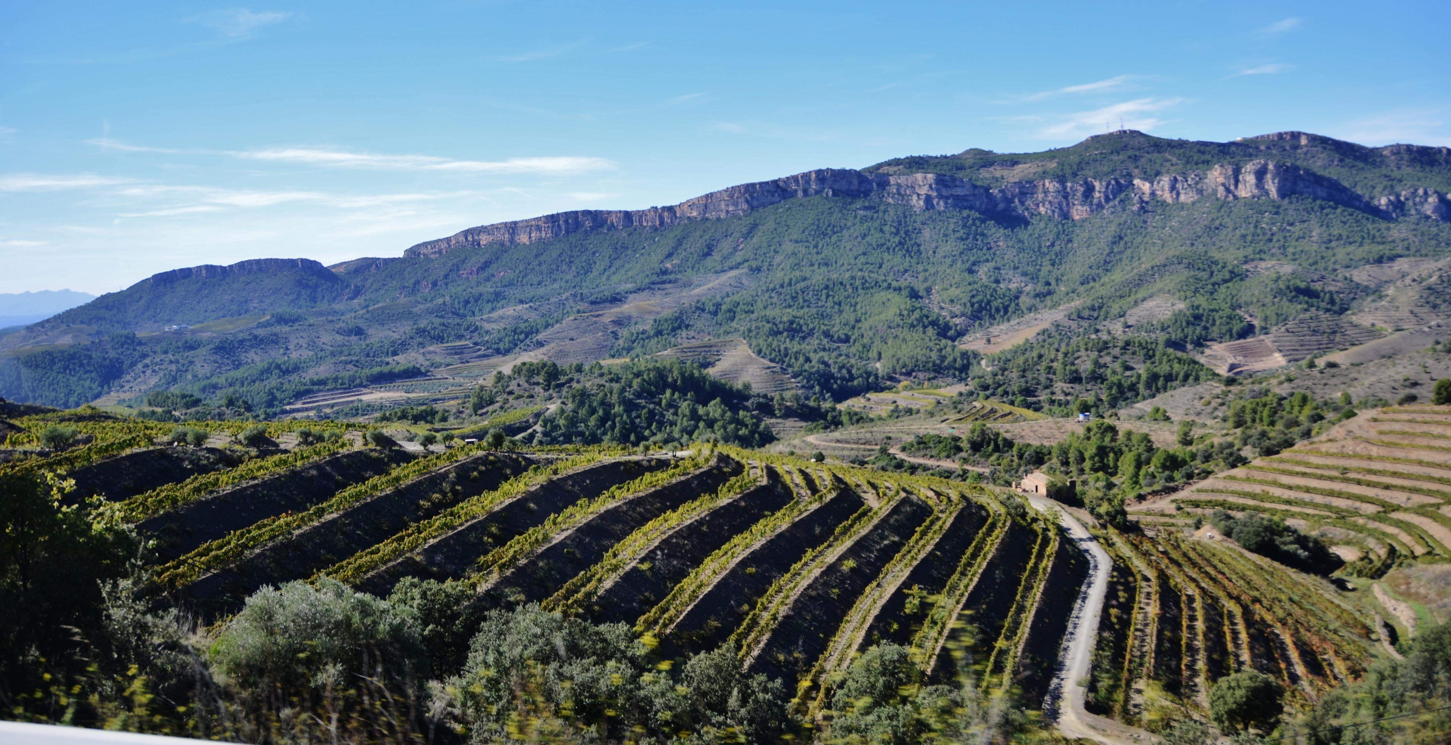 Vinyes del Priorat. DOQ Priorat: FOTO: Maria Rosa Ferré