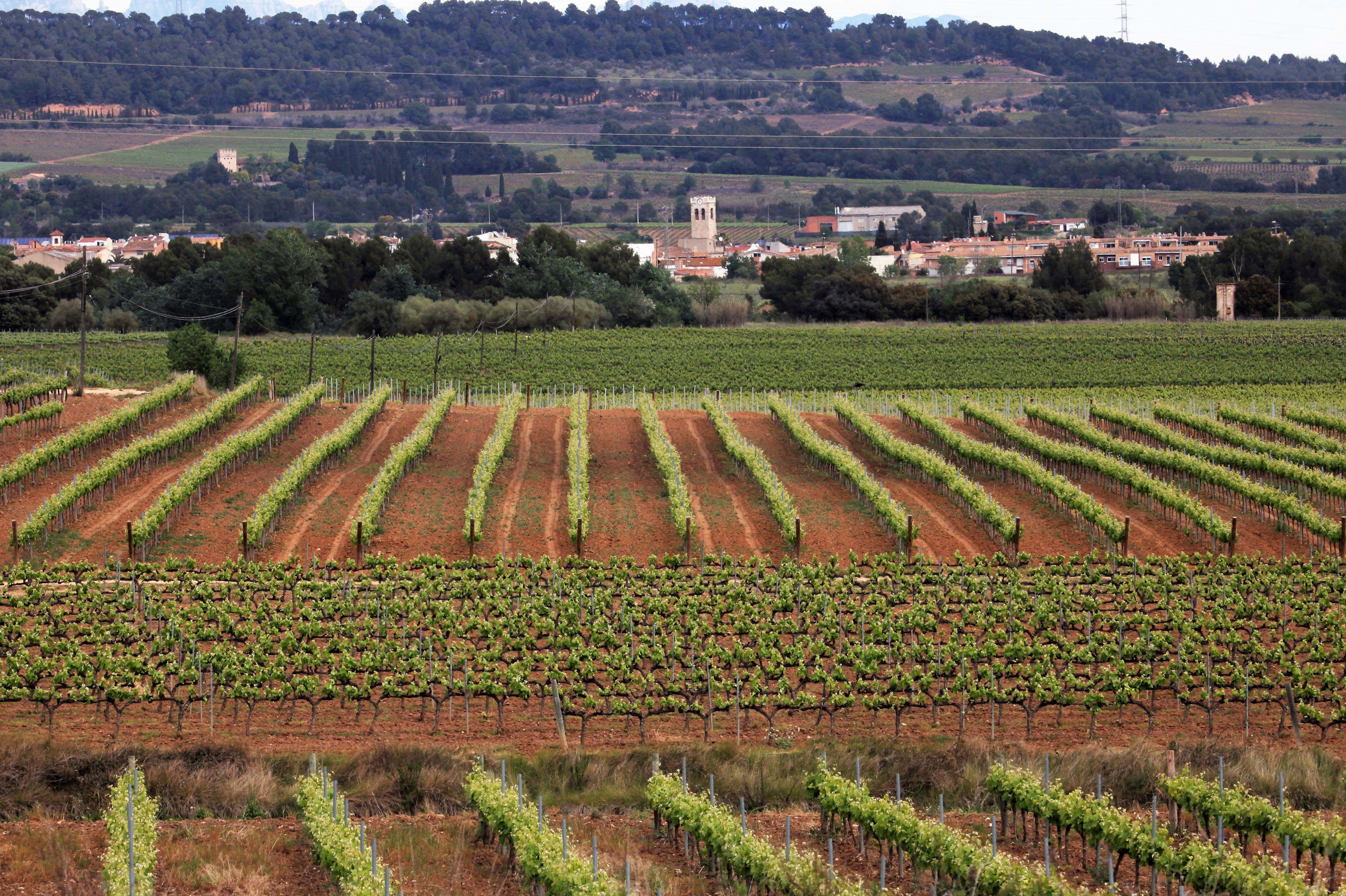 Vinyes de la DO Penedès al Pla del Penedès. FOTO: Maria Rosa Ferré