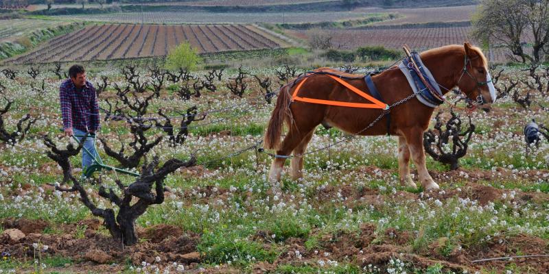 Llaurant les vinyes a l'antiga a Más Canti, Les Gunyoles, Avinyonet del Penedès. DO Penedès. FOTO: Maria Rosa Ferré Llaurant les vinyes a l'antiga a Más Canti, Les Gunyoles, Avinyonet del Penedès. DO Penedès. FOTO: Maria Rosa Ferré