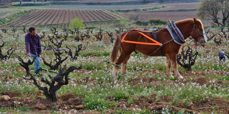 Llaurant les vinyes a l'antiga a Más Canti, Les Gunyoles, Avinyonet del Penedès. DO Penedès. FOTO: Maria Rosa Ferré