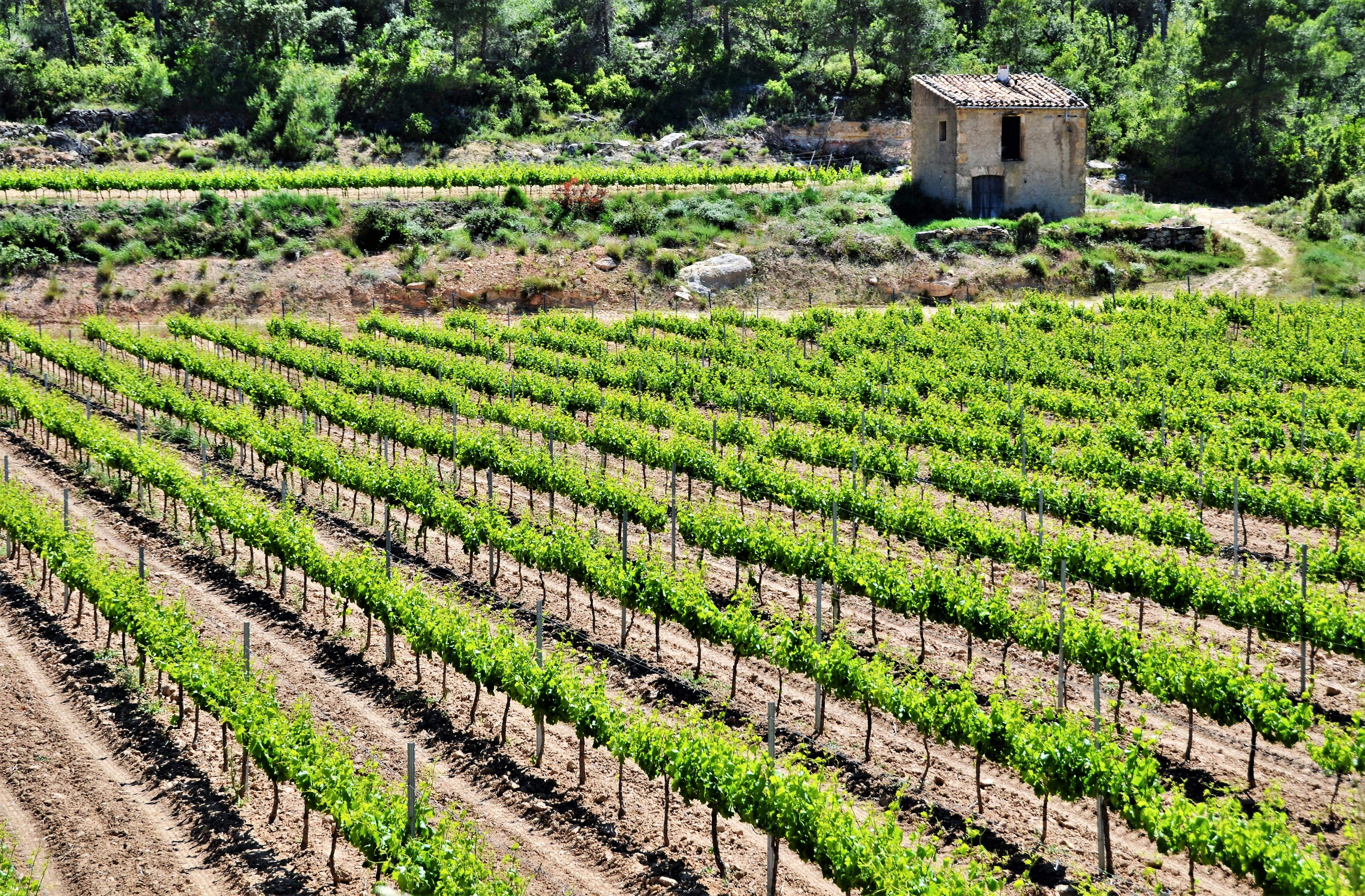 Vinyes de Gandesa (DO Terra Alta). FOTO: Maria Rosa Ferré Vinyes de Gandesa (DO Terra Alta). FOTO: Maria Rosa Ferré