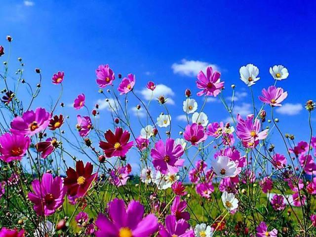 El 20 de març arriba la primavera El 20 de març arriba la primavera