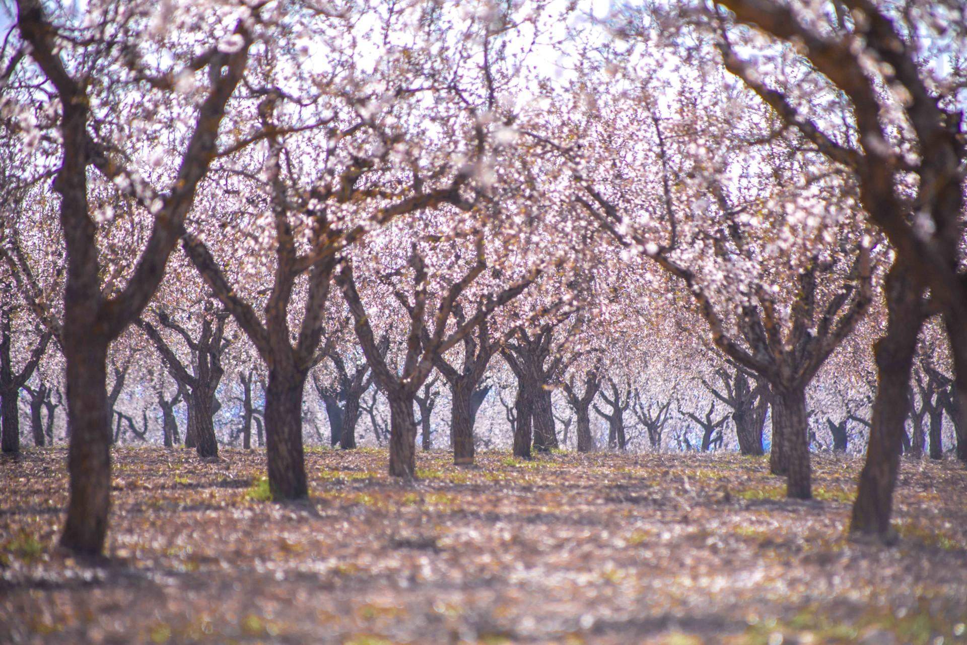 Pel Març, els ametllers en flor i el jovent en amor FOTO Arbeca Turisme
