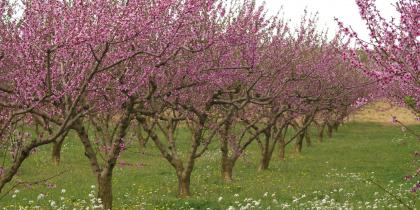 Temps de floració per la terra del Préssec d'Ordal FOTO Ajuntament de Subirats