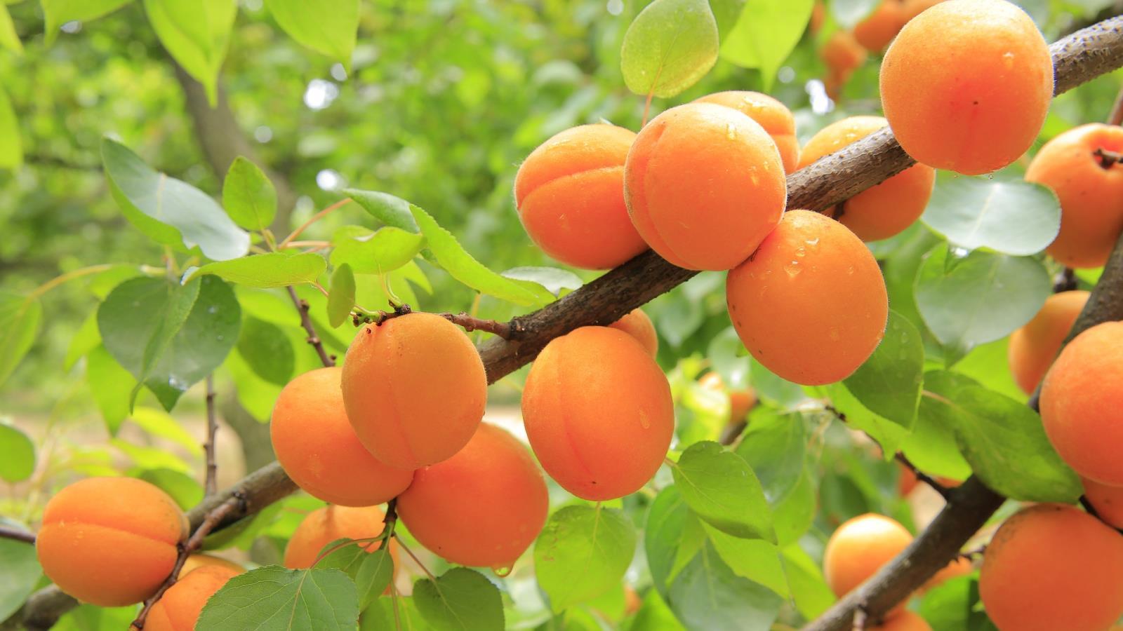 Al maig arriben els primers albercocs Al maig arriben els primers albercocs