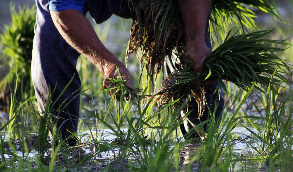 La Plantada de Sant Jaume d'Enveja FOTO Turisme Sant Jaume d'Enveja