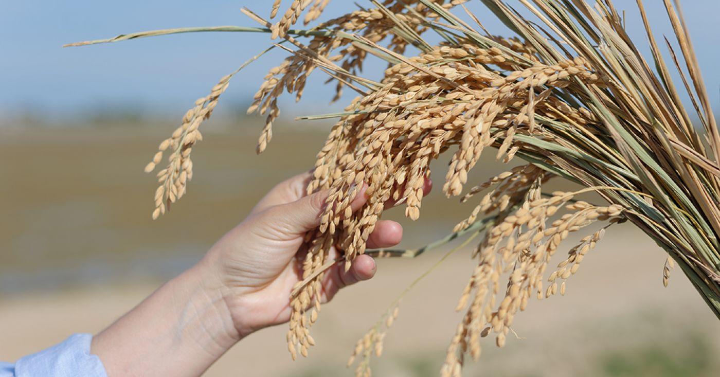 Festa de la Sega a Sant Jaume d'Enveja