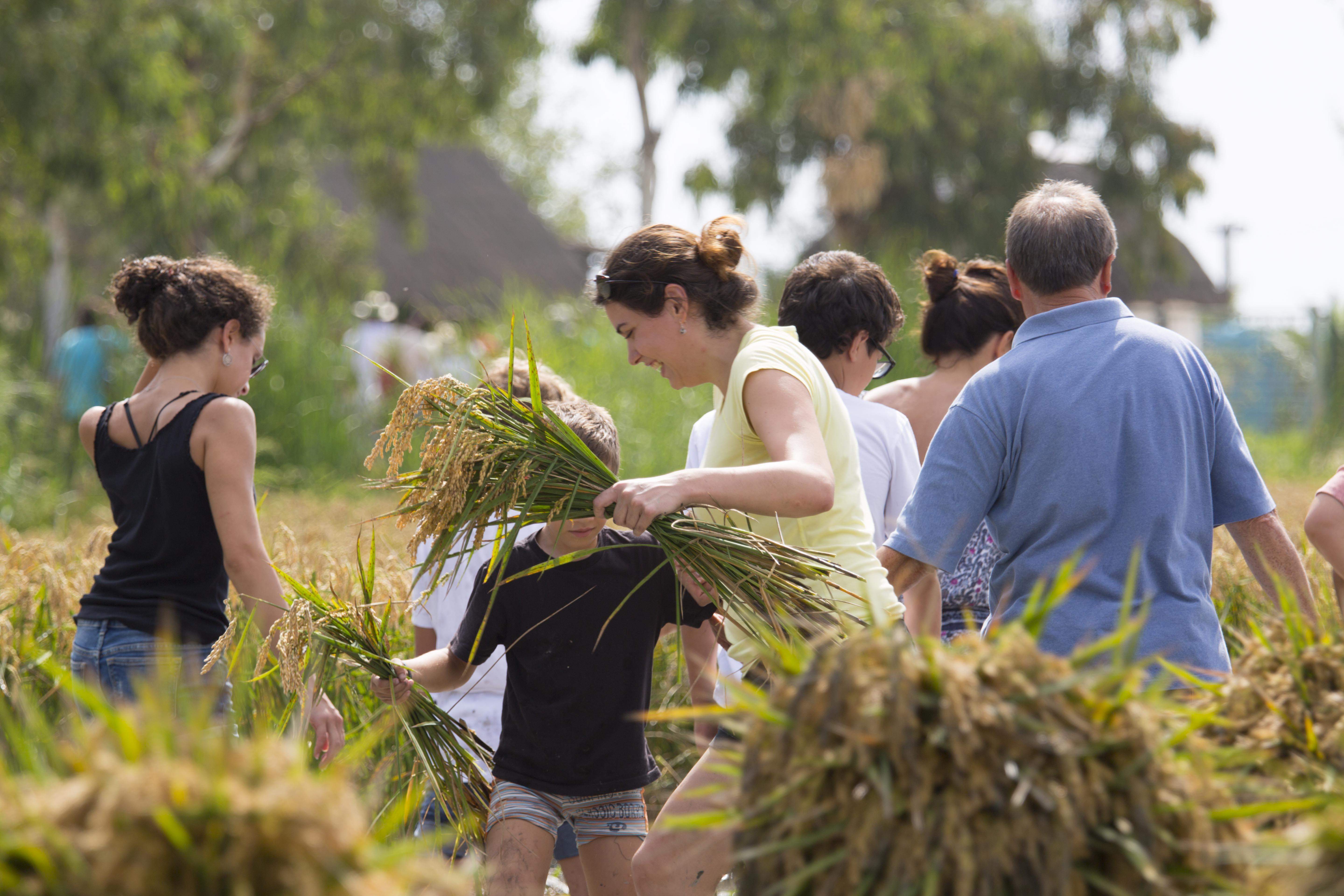 Festa de la Sega d'Amposta FOTO Terres de l'Ebre