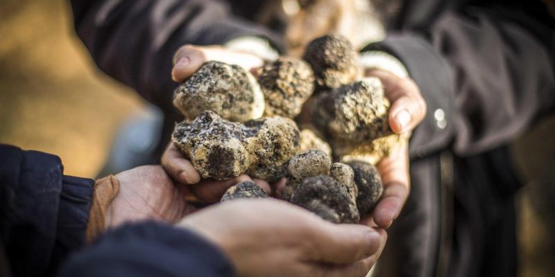 Feria de la Trufa Negra en Vimbodí y Poblet Feria de la Trufa Negra en Vimbodí y Poblet