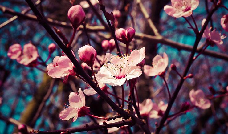 Arriba la primavera Arriba la primavera