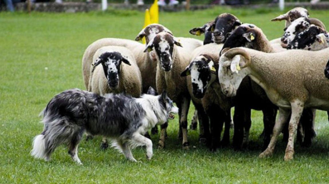 Concurs de Gossos d'Atura de Prades FOTO Tarragona Digital