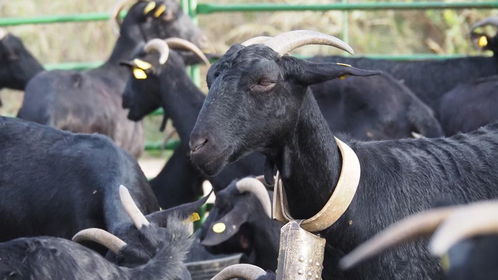 Camins de Vida als Hostalets de Pierola FOTO Ajuntament dels Hostalets de Pierola