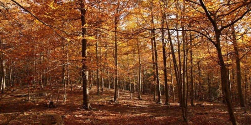 Festa de Tardor a Sant Esteve de Palautordera FOTO Turisme Montseny Festa de Tardor a Sant Esteve de Palautordera FOTO Turisme Montseny