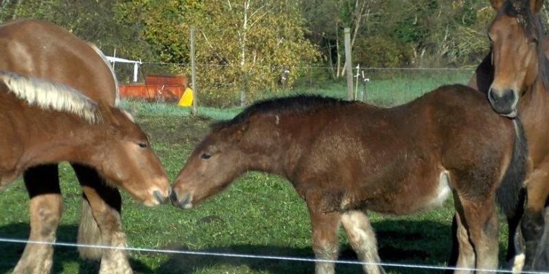 Fira Mil·lenària de Tots Sants de Vilaller Fira Mil·lenària de Tots Sants de Vilaller
