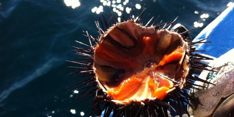 La Garoinada FOTO Visit Palafrugell