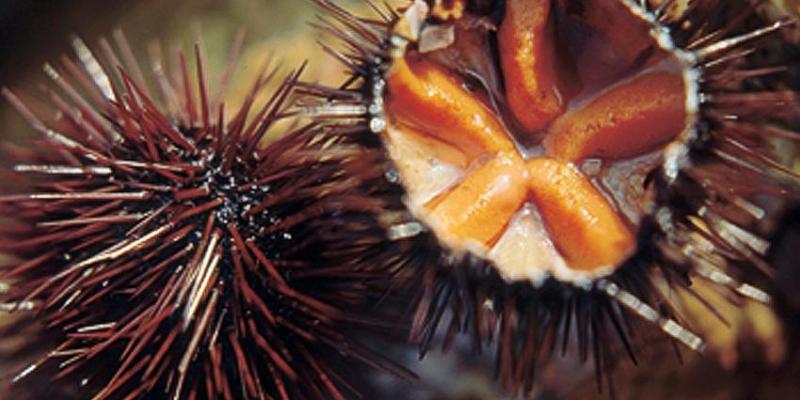 La Garoinada de Palafrugell FOTO femTurisme