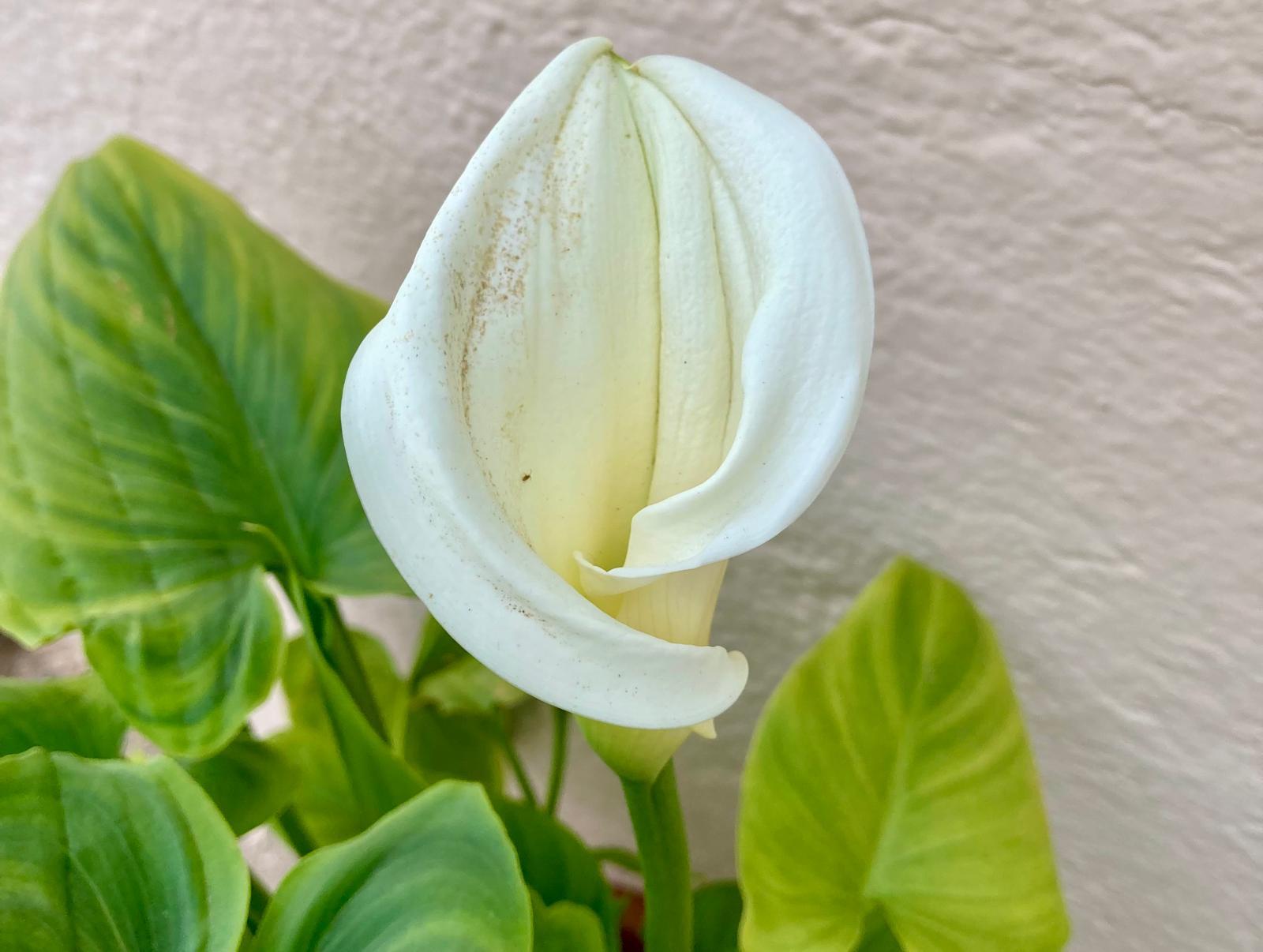 Benvinguda primavera FOTO KV