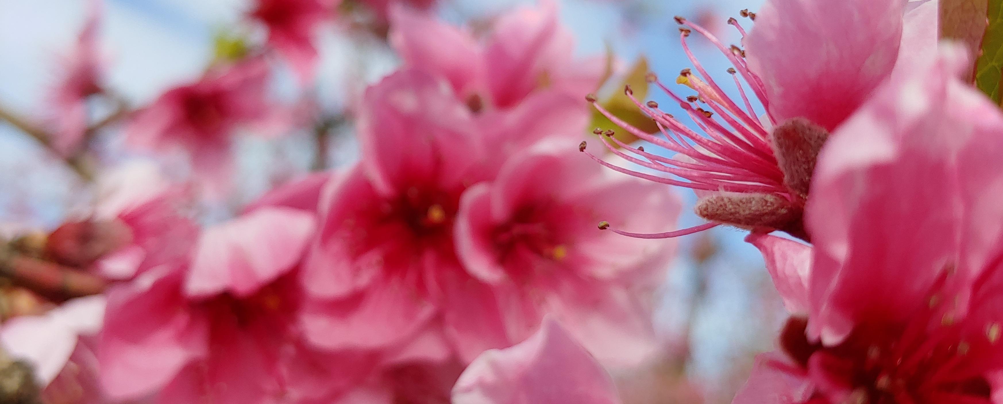 FlorSeròs Experience FOTO Ajuntament de Seròs