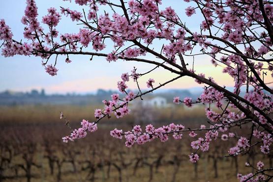 Passejades per la terra del Préssec d'Ordal a Subirats