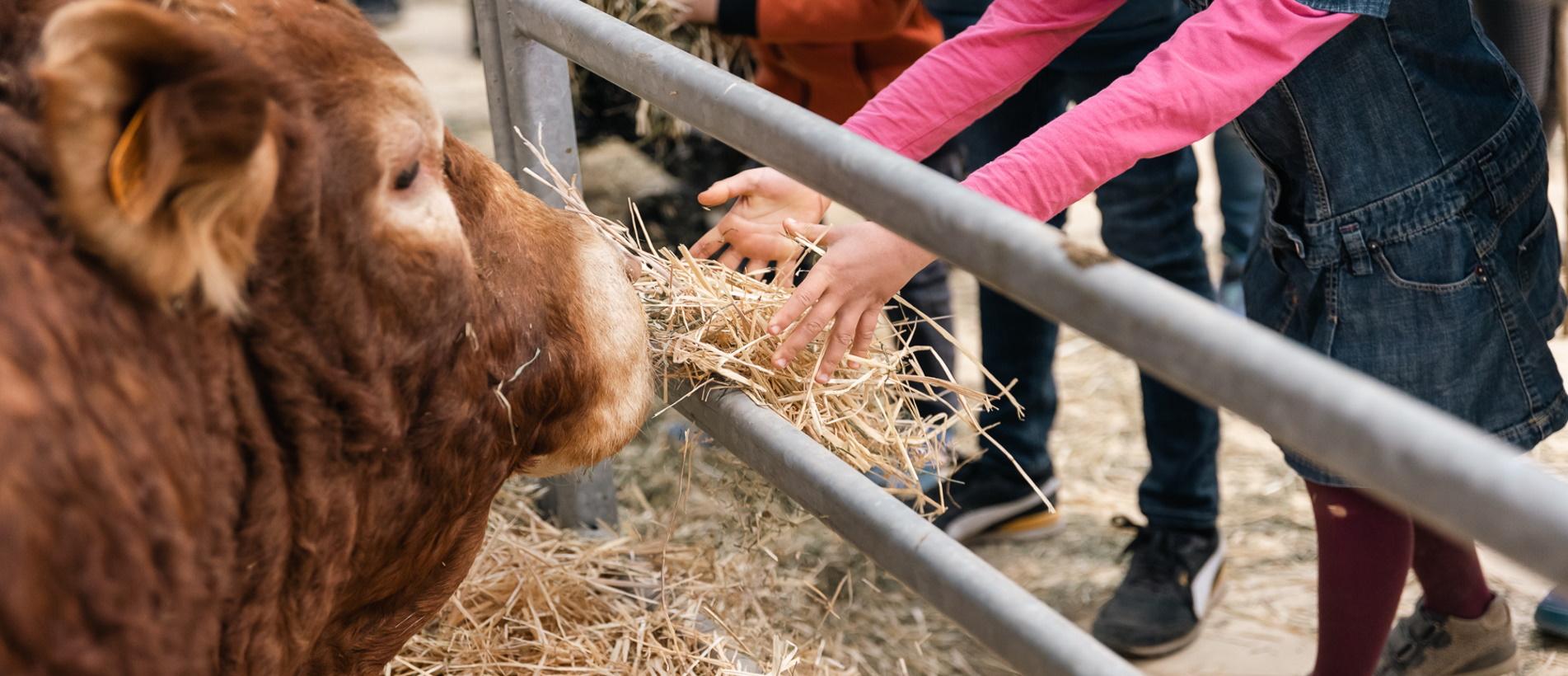 Mercat del Ram a Vic