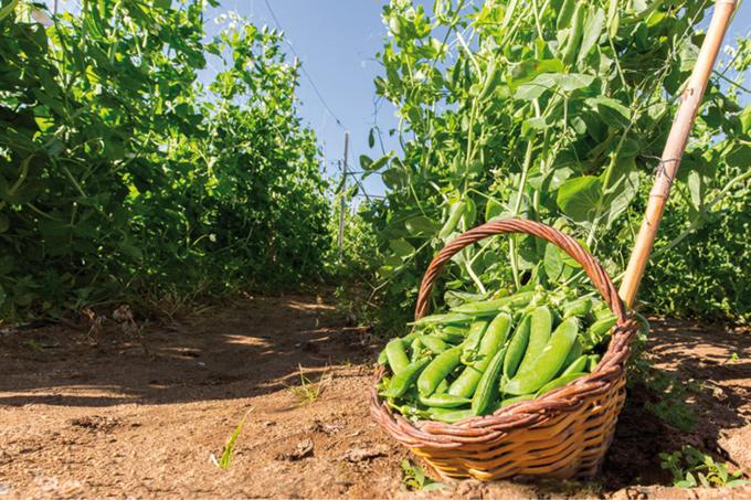 Festa del Pèsol Garrofal de Llavaneres FOTO Tribuna Maresme