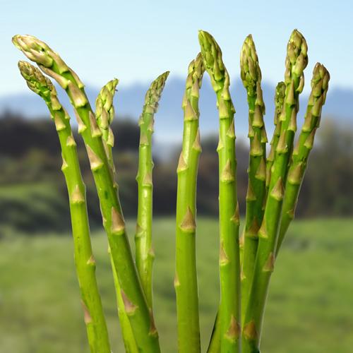 Fira de l’Espàrrec a El Port de la Selva