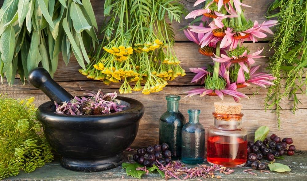 Herbes remeieres FOTO Diputació de Barcelona