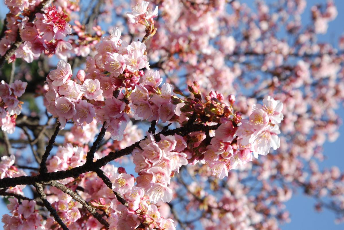 Cirerers Florits
