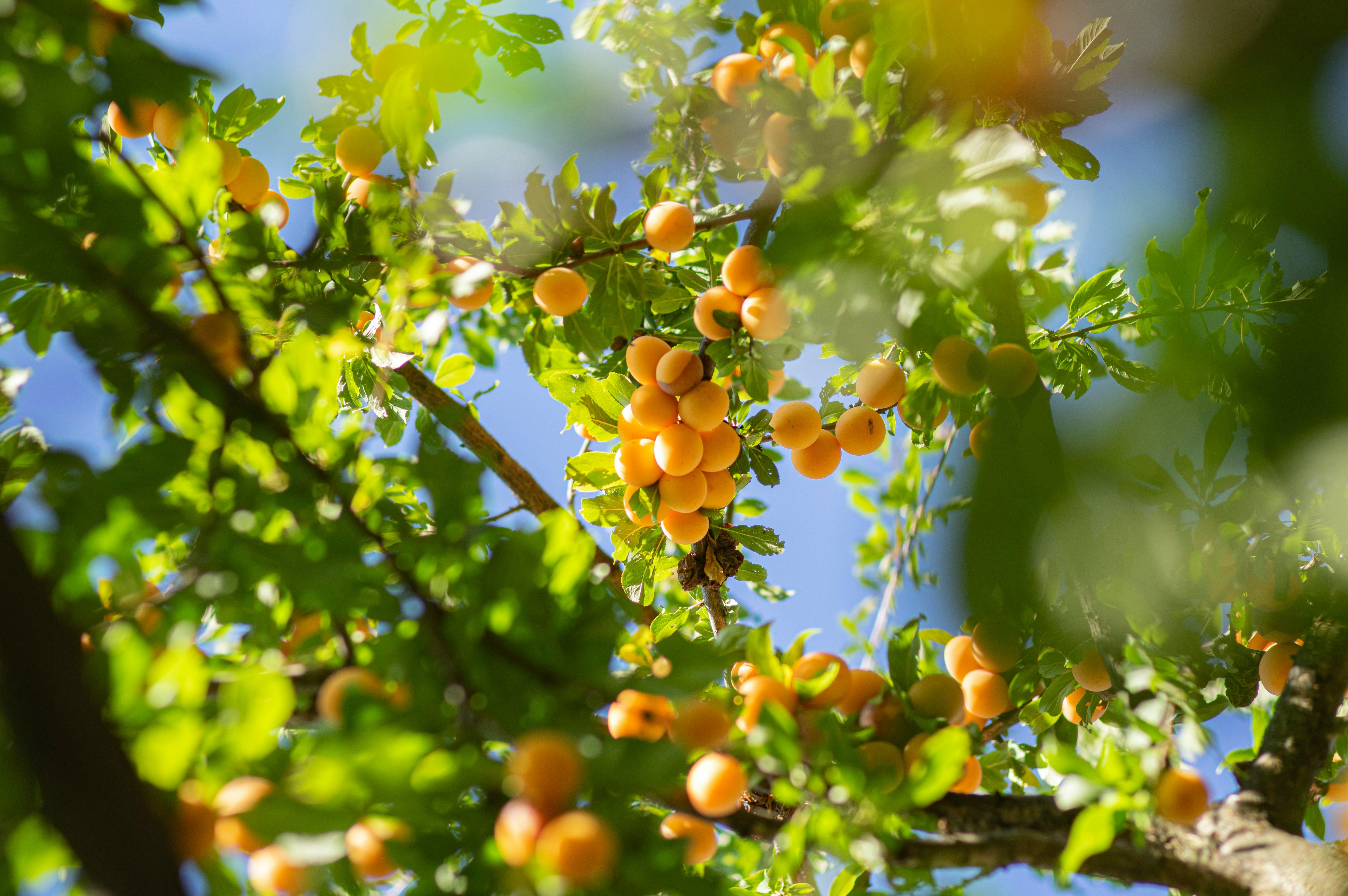 Albercocs tallats i preparats per cuinar