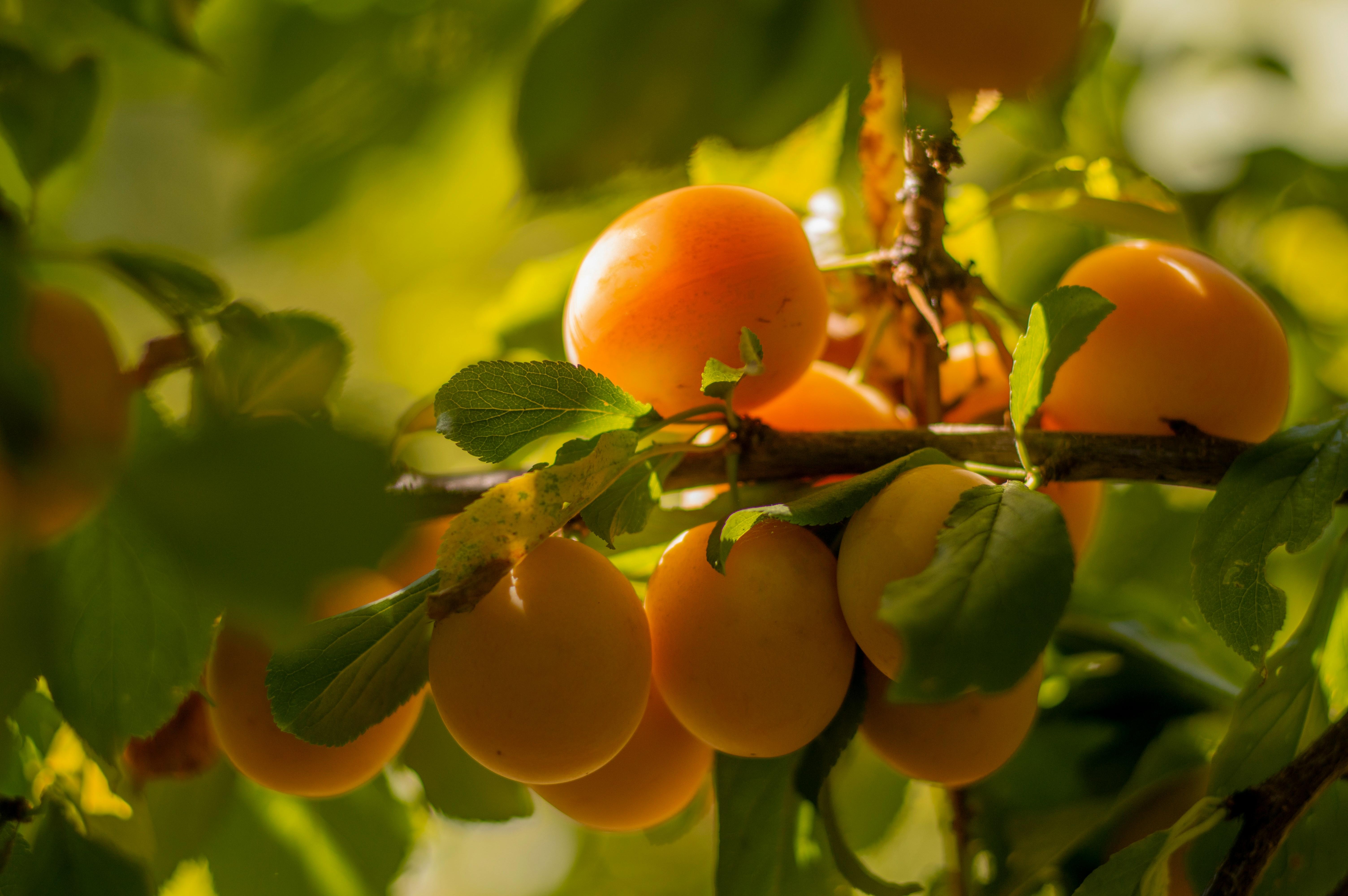 Albercocs en un bol