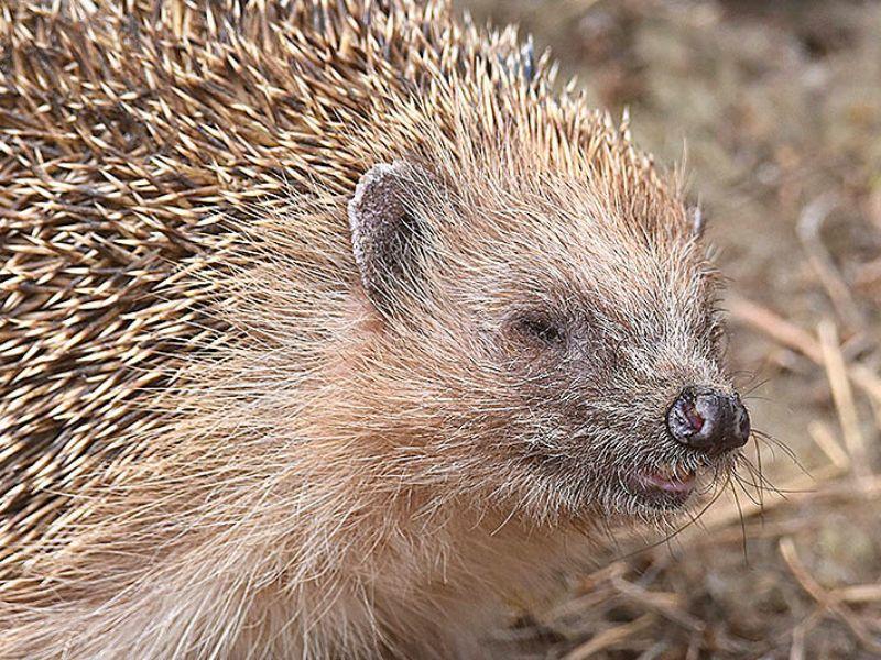 Zoo dels Pirineus