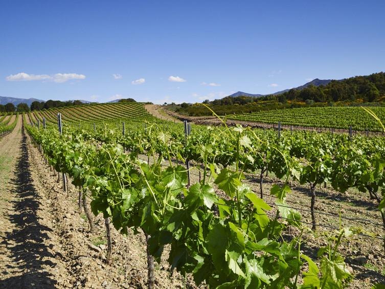 Vinyes a l'Empordà